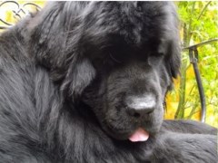 New Found Grooming Liss Hampshire Logo 