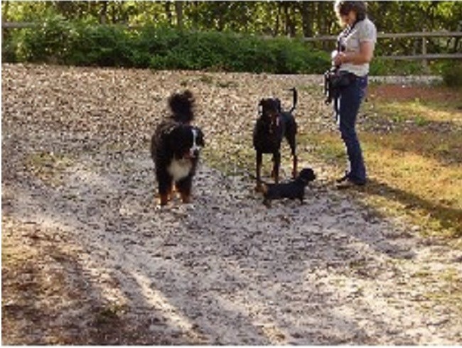 Sled Dog Quotes. QuotesGram The Dog Hitch Dog Minding Service Bournemouth, Dorset BH9 2PX
