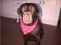 Walk Those Paws Ballynahinch Down Logo 