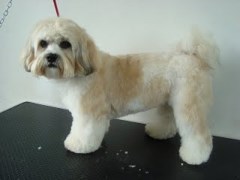 Grooming By Tracey Stapleford Hertfordshire Logo 