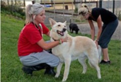 Waterloo Kennels Stoke Orchard, Cheltenham Gloucestershire Logo 