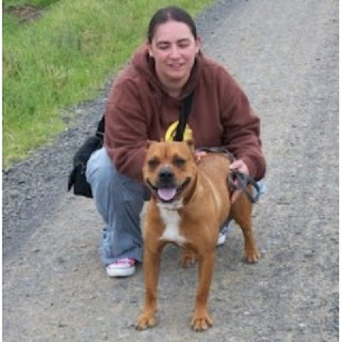 Auntie Mel's Dog Walking And Pet Sitting Service