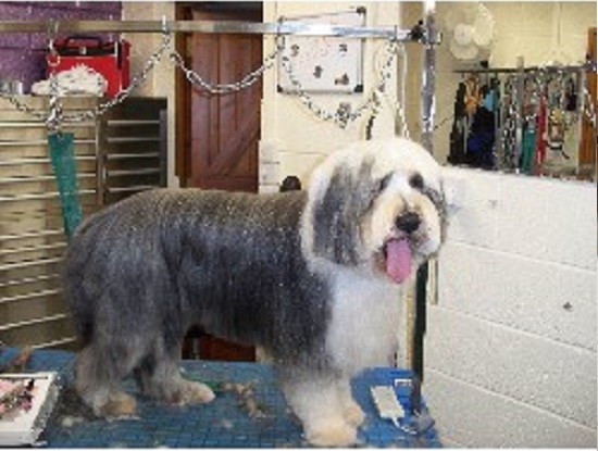 Choppers Dog Grooming