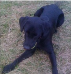 Pawz 'n' Clawz Bromley Greater London Logo 