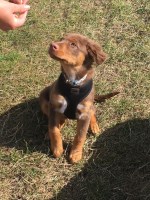 Perfect Paws Dog Training Brightlingsea Essex Logo 