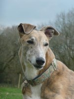 Barnfield Pet Services Beaworthy Devon Logo 