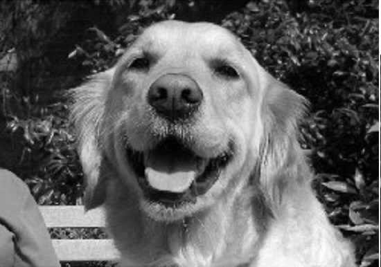 Super Stunner's Dog Grooming Studio