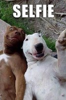 Happy tails dog grooming Èllesmere port Cheshire Logo 