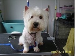 Smart Dogz Grooming Parlour St Johns, Helston Cornwall Logo 