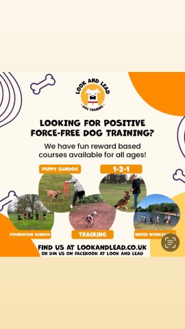 Look and Lead Dog Training