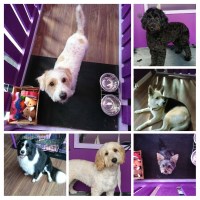 Phoenix Dog Grooming Gloucestershire Gloucestershire Logo 