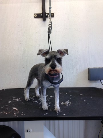 Moreton Hall Dog Groomers