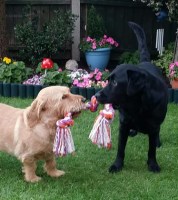 Buddys4Pets Petcare Services Leicester Leicestershire Logo 