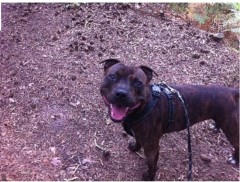 Happy Pets Elgin Moray Logo 