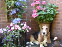 Company For Dogs Warrington Cheshire Logo 