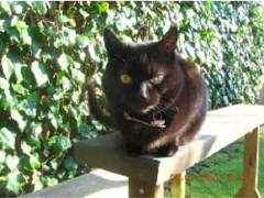 2k Dogs And Cats Bournemouth Dorset Logo 