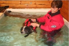 The Dogs Body Earls Colne Essex Logo 