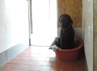 White House Farm Kennels & Cattery Otley West Yorkshire Logo 