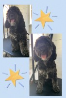 Millie’s House Dog Grooming Hayling Island Hampshire Logo 