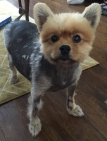 K9ramblers&sitter Northampton Northamptonshire Logo 