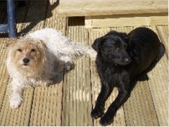 Rural Pet Services Hungarton, Leicester Leicestershire Logo 