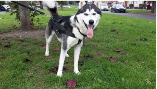 Nose 2 Tail Animal Care