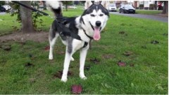 Nose 2 Tail Animal Care Bloxwich West Midlands Logo 