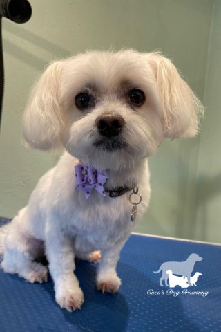 Coco’s Dog Grooming