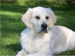 From Wags To Washes Dereham Norfolk Logo 