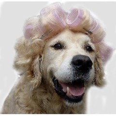 Canine Capers Dog Grooming Norton Canes, Cannock Staffordshire Logo 