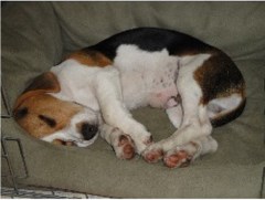 Dogs Vacation East Carleton Norfolk Logo 