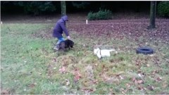 Doggy & Moggy Minders Sitters Boarders GLUSBURN West Yorkshire Logo 