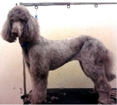 Canine Cuts Rattray, Blairgowrie Perth and Kinross Logo 