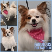 The Fabulous Fur Parlour Weymouth Dorset Logo 