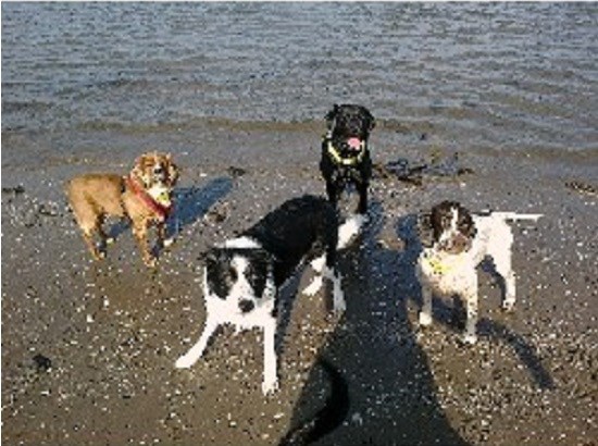 C.A. Dog Walking Services