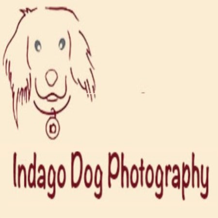 Indago Dog Photography