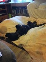 Emma's Zoo clyro Powys Logo 