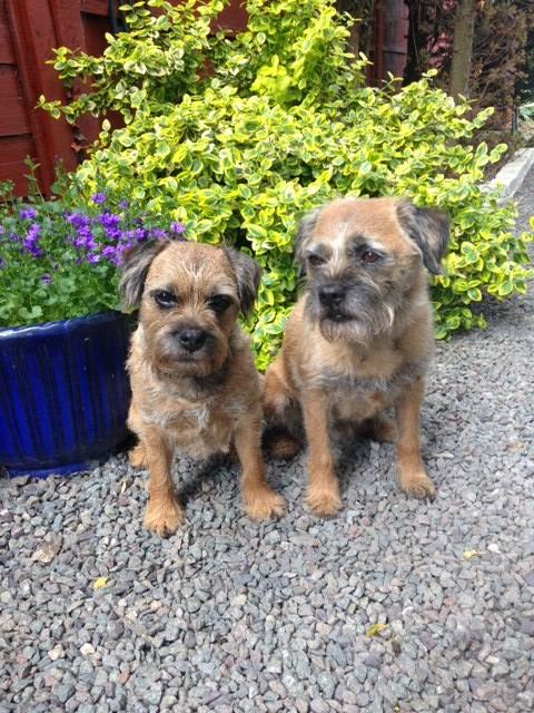 Penny's Dog Walking and Sitting Services