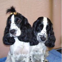 Harefield Pets And Grooming Harefield, Uxbridge Greater London Logo 