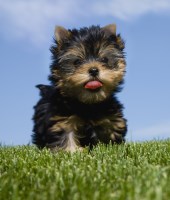 Paw Services Corfe Mullen Dorset Logo 