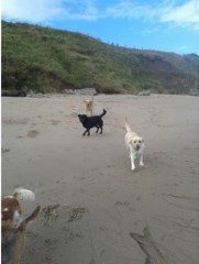 Val's Pet Services Berwick Upon Tweed Northumberland Logo 