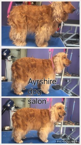Ayrshire dog salon