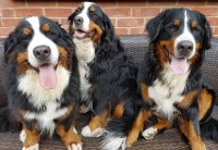 All Seasons Dog Walking & Pet Care Harold Wood Essex Logo 