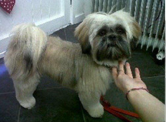 Hair Of The Dog Groomers