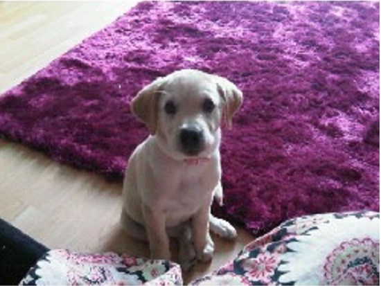 Really Want A Dog Walker