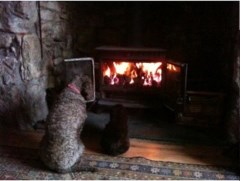 The Dog Walker Penzance St Hilary Cornwall Logo 