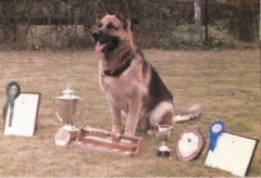 Delta One Canines Coventry West Midlands Logo 