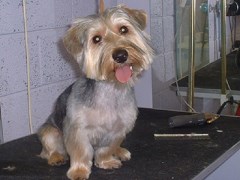 Fluffed N Buffed Whitchurch Shropshire Logo 