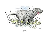 A5 Greeting card Black Labrador/Retriever Dog card enjoying a splash - for thank you's, invitations, birthdays etc. Blank inside for your own message and cellophane wrapped with an envelope (AC74)