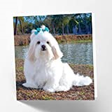 Maturi Lhasa Apso Dog Photographic Blank Birthday Greetings Card, 15.5 x 15.5 cm
